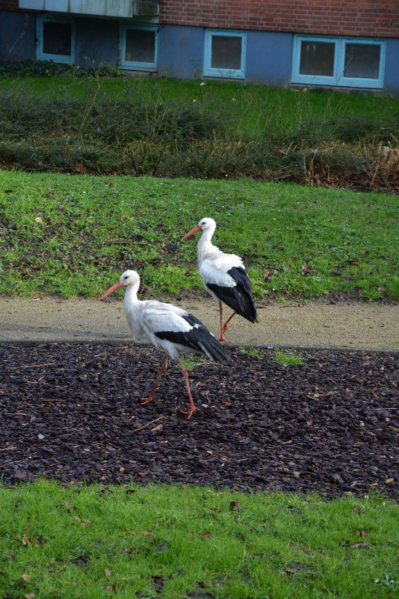 White Stork